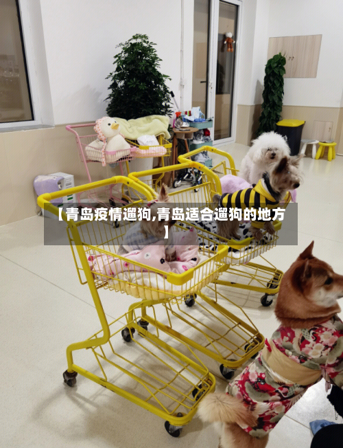 【青岛疫情遛狗,青岛适合遛狗的地方】-第1张图片