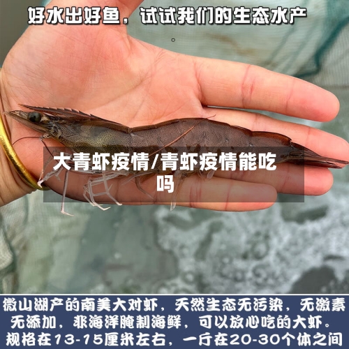 大青虾疫情/青虾疫情能吃吗-第2张图片
