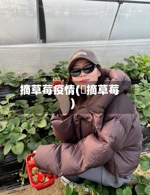 摘草莓疫情(釆摘草莓)-第1张图片